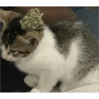 Стикер sixx - 8