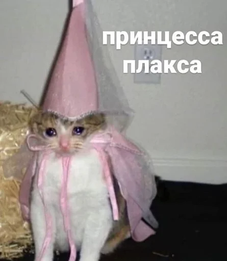 кошка шляпа комнатный