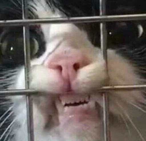 Sticker Yeeeah :: @fStikBot - 4