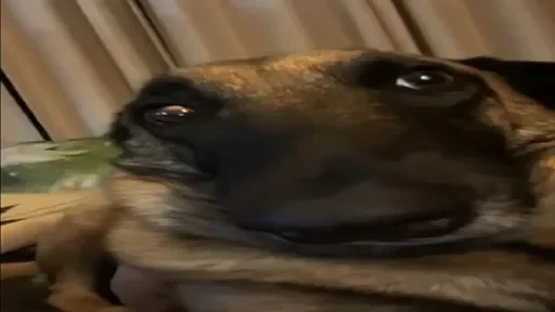 Скибиди сигма 6 - 