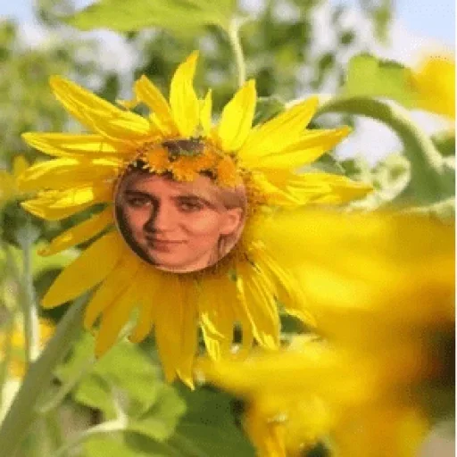 sunflower plant flower