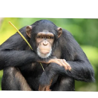 Sticker Сквад - 11