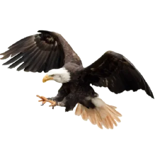 Стикер Слава великому Байдену🦅🦅🦅 - 3