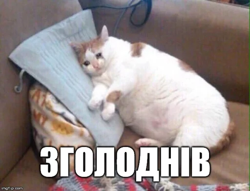 кошка домашняя кошка животное