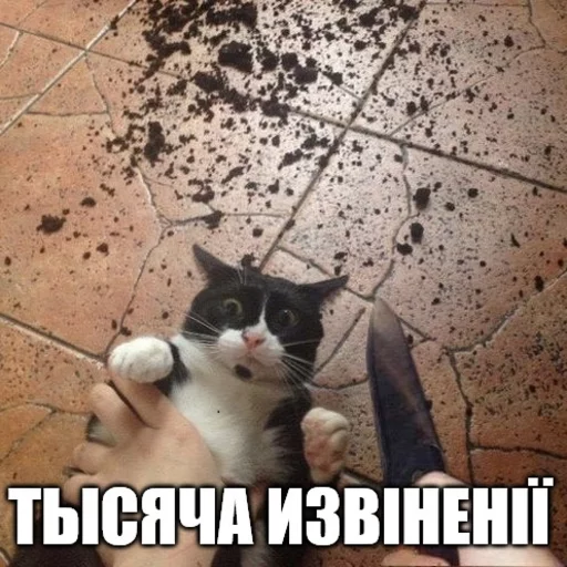 кошка млекопитающее домашняя кошка