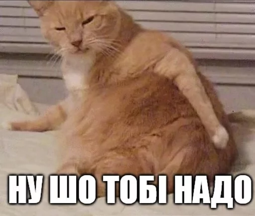 млекопитающее животное СМС