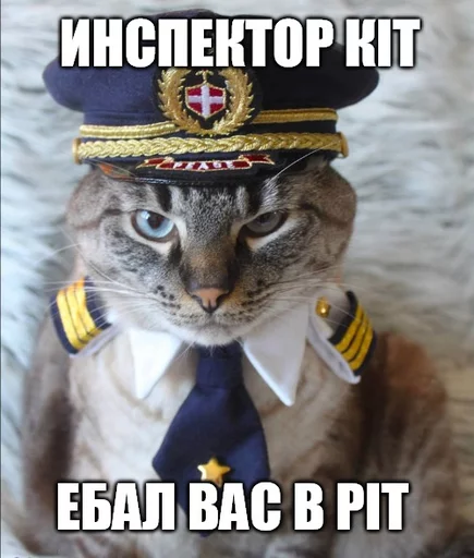 кошка СМС кошачьи