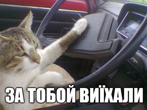 автомобиль кошки малого и среднего размера кошачьи