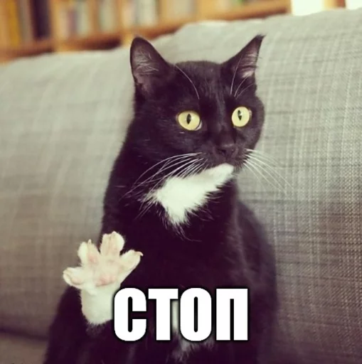 животное кошки малого и среднего размера млекопитающее