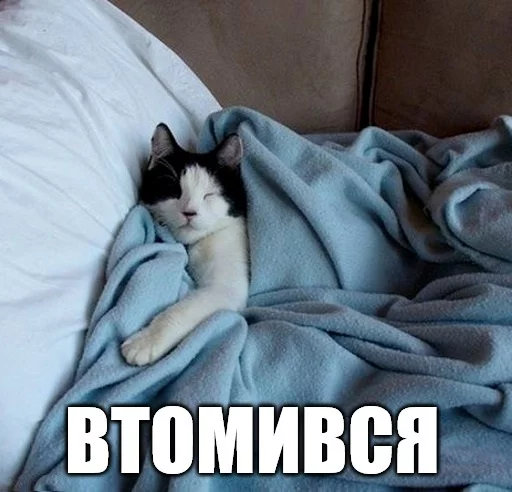 кошки малого и среднего размера комнатный кошачьи