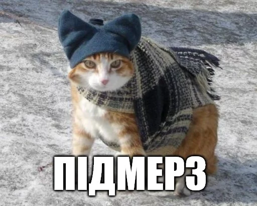 животное млекопитающее кошка