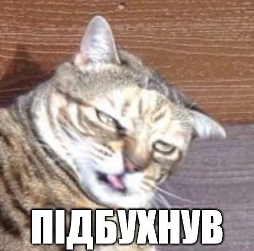 млекопитающее животное кошка