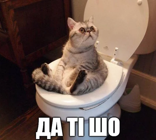 животное кошка кошки малого и среднего размера