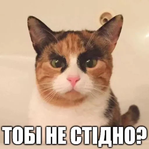 млекопитающее кошка домашняя кошка