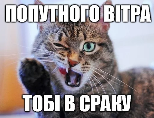 животное млекопитающее кошка