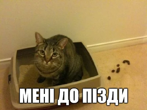 животное кошки малого и среднего размера кошачьи