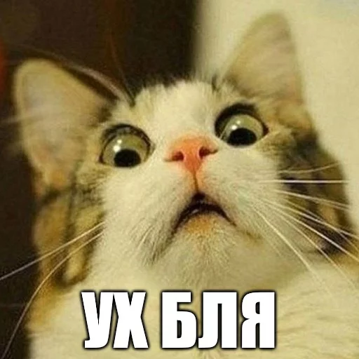 животное млекопитающее кошка