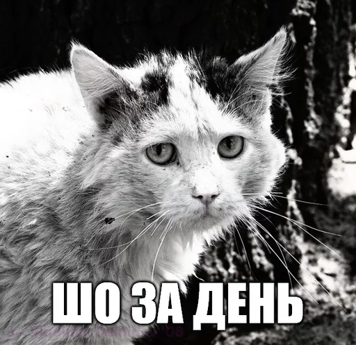 млекопитающее животное кошка