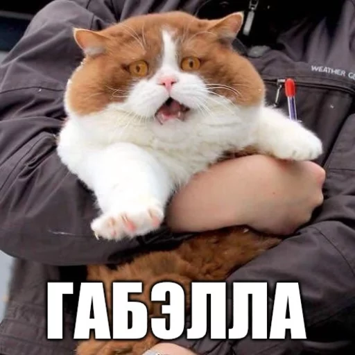 животное млекопитающее кошка