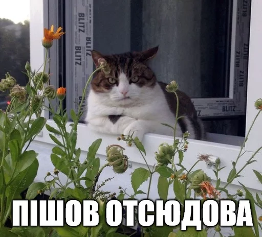 домашняя кошка кошки малого и среднего размера растение