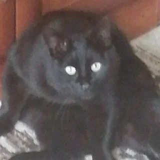 Sticker Мемы - 4