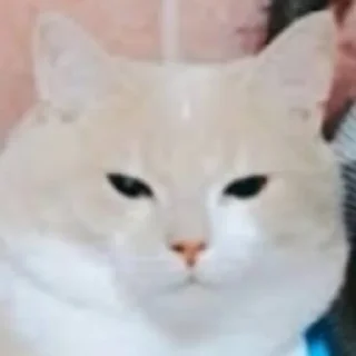 Стикер ✨{slippersstikers}✨ - 11