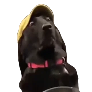 Стикер ✨{slippersstikers}✨ - 0