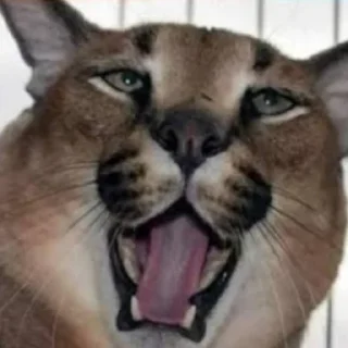 Стикер ✨{slippersstikers}✨ - 2