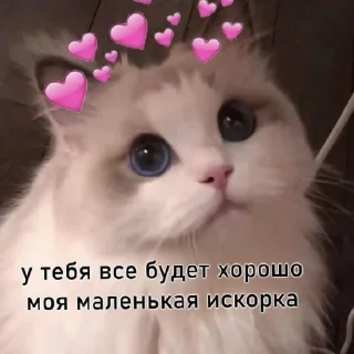 Sticker Котики (Ot Safa)(🤍для❤пандочки🖤) - 2