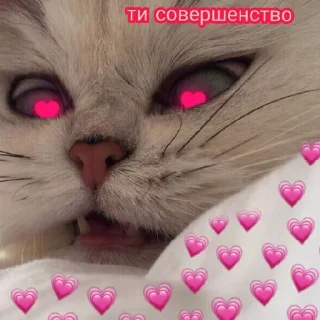 Sticker Котики (Ot Safa)(🤍для❤пандочки🖤) - 11