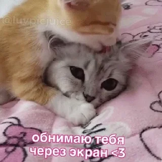 Sticker Котики (Ot Safa)(🤍для❤пандочки🖤) - 1