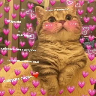 Sticker Котики (Ot Safa)(🤍для❤пандочки🖤) - 6