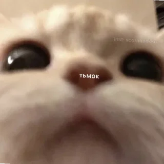 Sticker Котики (Ot Safa)(🤍для❤пандочки🖤) - 10