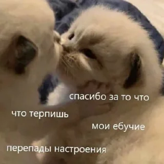 Sticker Котики (Ot Safa)(🤍для❤пандочки🖤) - 7