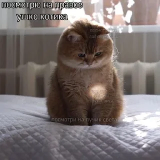 Sticker Котики (Ot Safa)(🤍для❤пандочки🖤) - 3