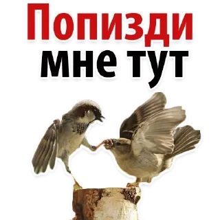 Стикер Лучшие стикеры—@lovesticers - 8