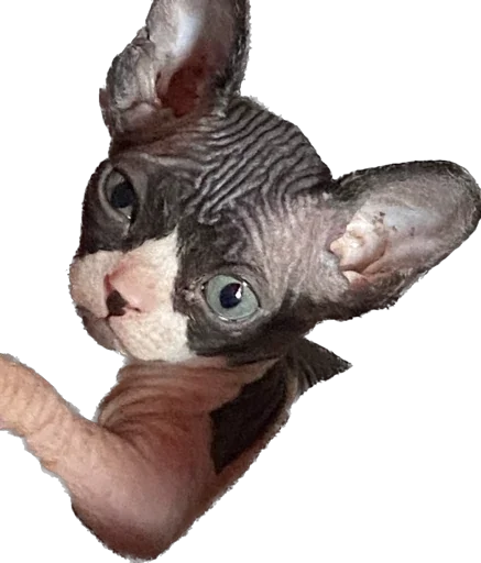 Стикер Smaaallll - 1