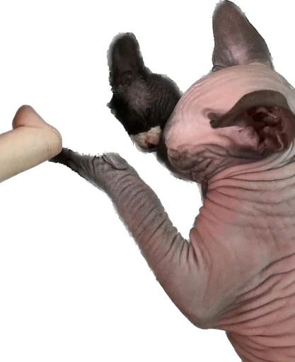 Стикер Smaaallll - 1