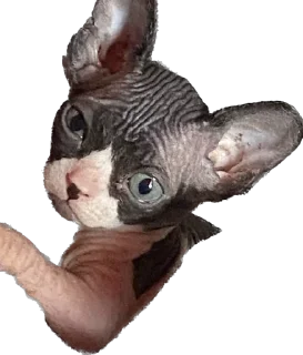 Стикер Малыши - 10