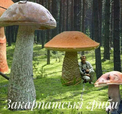 fungus mushroom grass