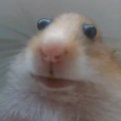 hamster animal mammal