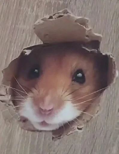 hamster animal mammal