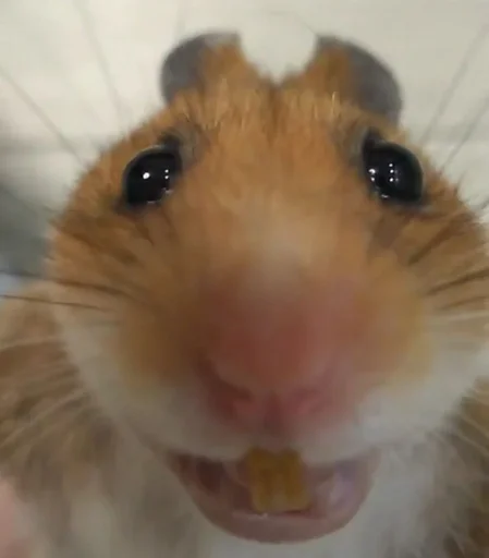 animal mammal hamster