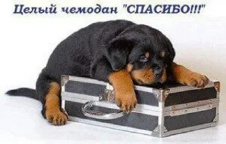 Стикер Носок в сметане - 1