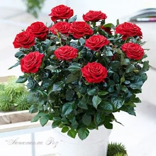 Стикер Носок в сметане - 0