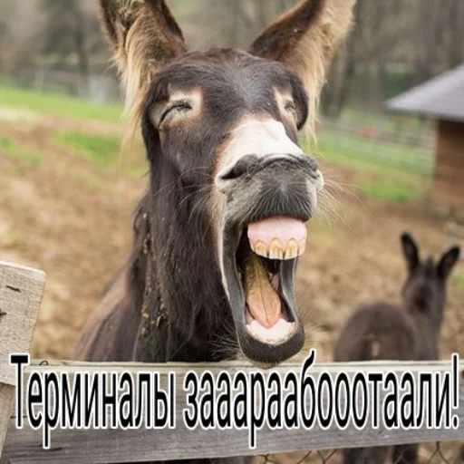 Стикер Smexopan - 1