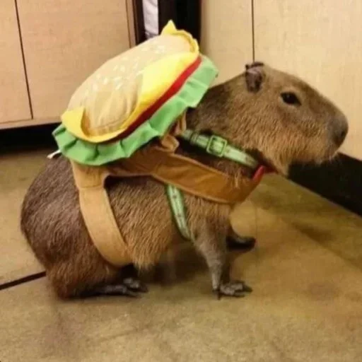 Стикер Smile_capybaraa_by_MoiStikiBot - 1