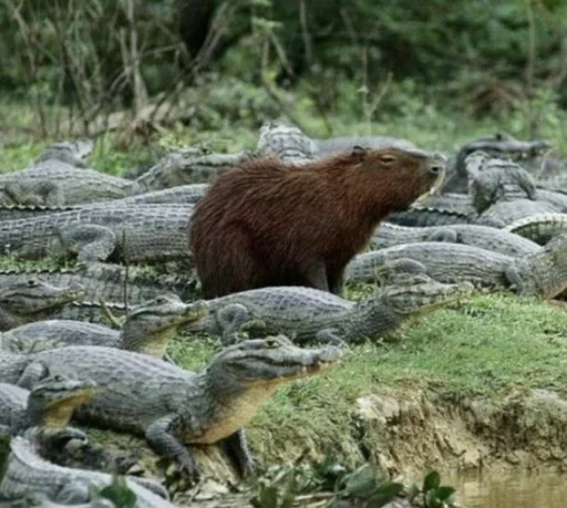 Sticker Smile_capybaraa_by_MoiStikiBot - 1