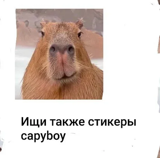 Sticker Smile_capybaraa_by_MoiStikiBot - 1