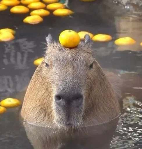 Sticker Smile_capybaraa_by_MoiStikiBot - 1